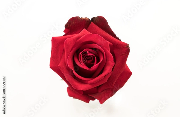 Fototapeta red rose