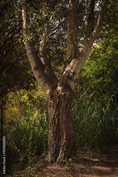 Obraz tree in the forest