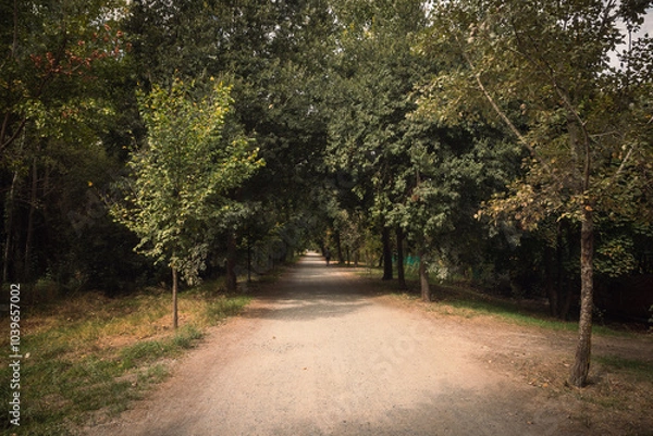 Obraz path in the park