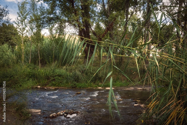 Obraz river in the forest