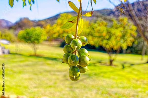 Fototapeta Cluster of green macadamia nuts hanging from a tree silhouetted against the background sky on the Bo-Piketberg mountain plateau in the Western Cape, South Africa