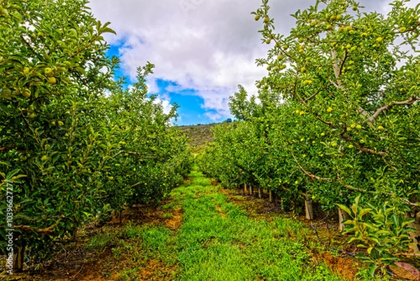 Obraz Large orchard of golden delicious apples on the cool Bo-Piketberg mountain plateau in the Western Cape, South Africa