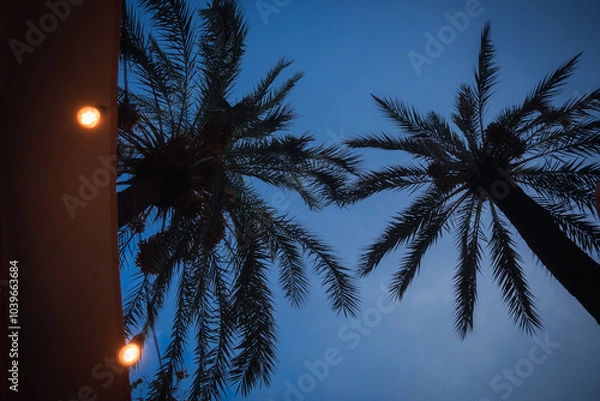 Obraz palm trees at night