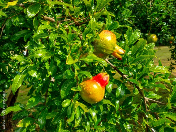 Fototapeta Red and yellow pomegranate fruit covered in dew on a fruit tree on the cool Bo-Piketberg mountain plateau in the Western Cape, South Africa
