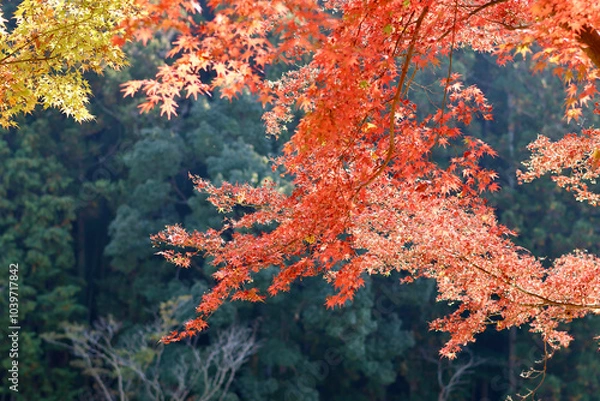 Fototapeta 美く色づいた紅葉　秋の風景　色鮮やかな紅葉