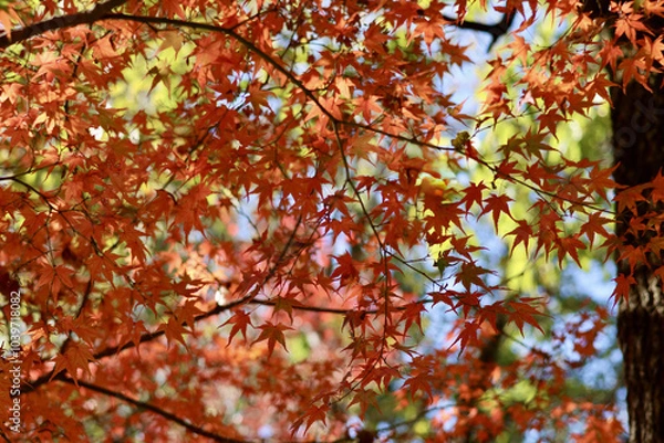 Fototapeta 美く色づいた紅葉　秋の風景　色鮮やかな紅葉