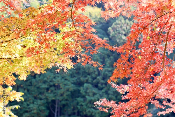 Fototapeta 美く色づいた紅葉　秋の風景　色鮮やかな紅葉