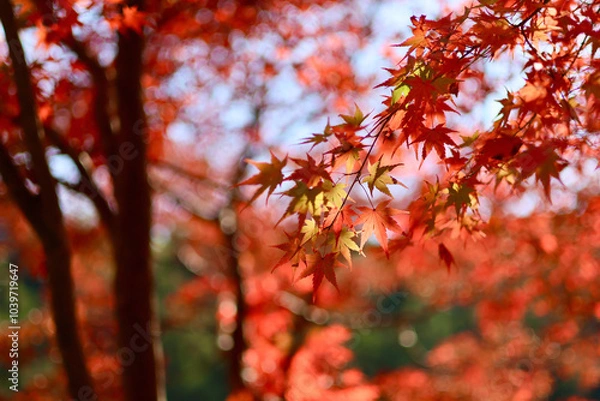 Fototapeta 美く色づいた紅葉　秋の風景　色鮮やかな紅葉