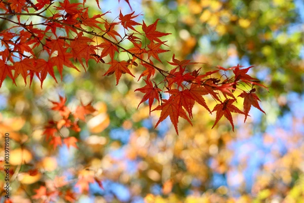 Fototapeta 美く色づいた紅葉　秋の風景　色鮮やかな紅葉