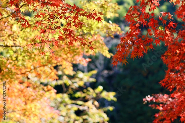 Fototapeta 美く色づいた紅葉　秋の風景　色鮮やかな紅葉