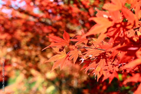 Fototapeta 美く色づいた紅葉　秋の風景　色鮮やかな紅葉