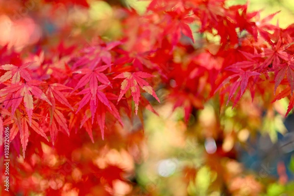 Fototapeta 美く色づいた紅葉　秋の風景　色鮮やかな紅葉