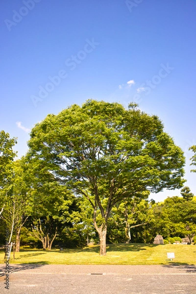 Fototapeta 静岡　駿府城公園、けやきの大木