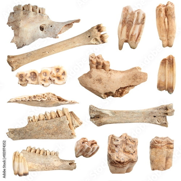Fototapeta isolated different animal bones