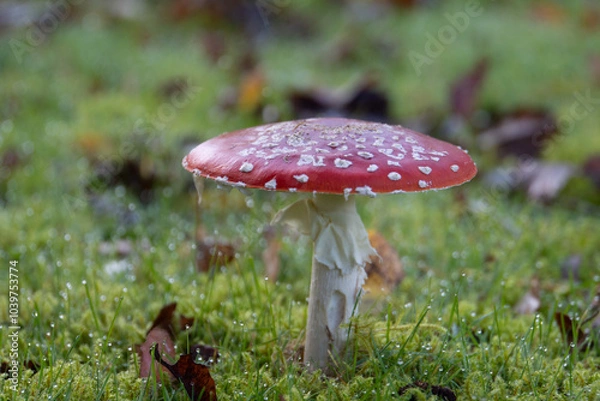 Obraz mushroom in the forest