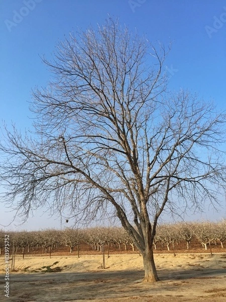 Obraz tree in winter