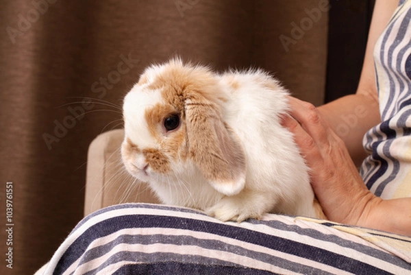 Obraz a pet rabbit sits on the lap of a woman