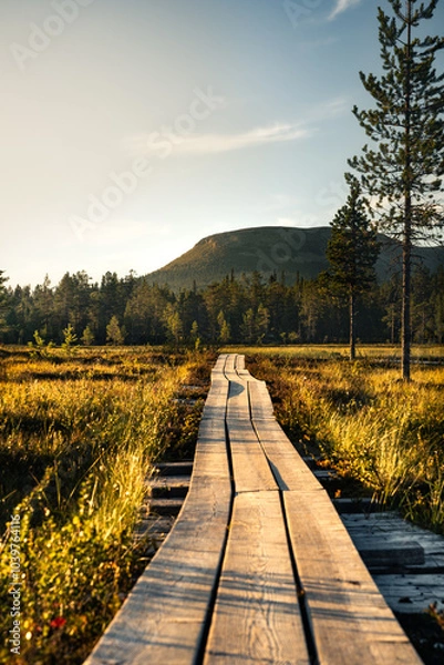 Fototapeta A wooden walkway meanders through the serene marsh forest at golden hour, with Nipfjället mountain towering in the background under a summer sky.
