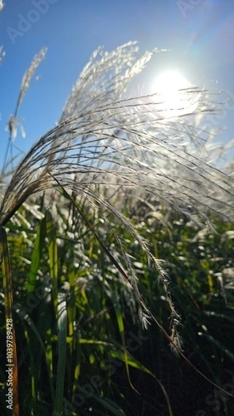 Obraz 가을 야외공원 들판에 핀 억세 클로즈업