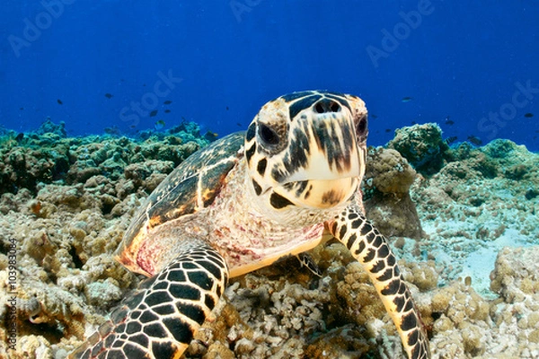 Obraz TURTLE CLOSE UP