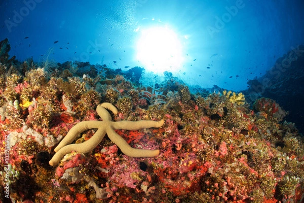 Obraz STARFISH VS SUN