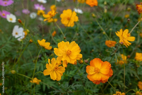 Fototapeta 庭先のコスモス