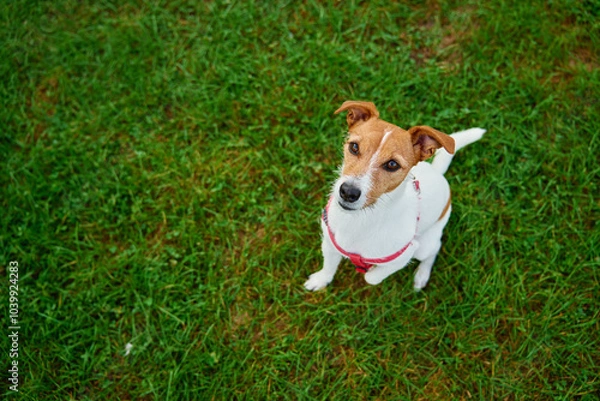 Fototapeta Jack Russell Terrier wearing red harness sits on green grass and looking up with curious expression. Dog walking outdoors
