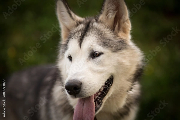Obraz Alaskan Malamute