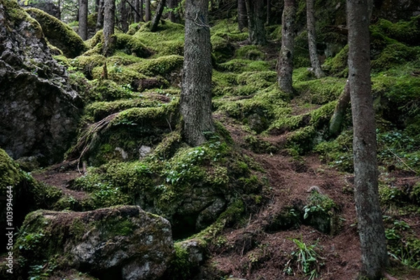 Obraz Trees and moss in a forrest