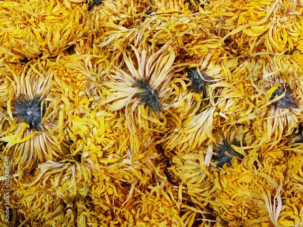 Obraz Dried yellow chrysanthemum