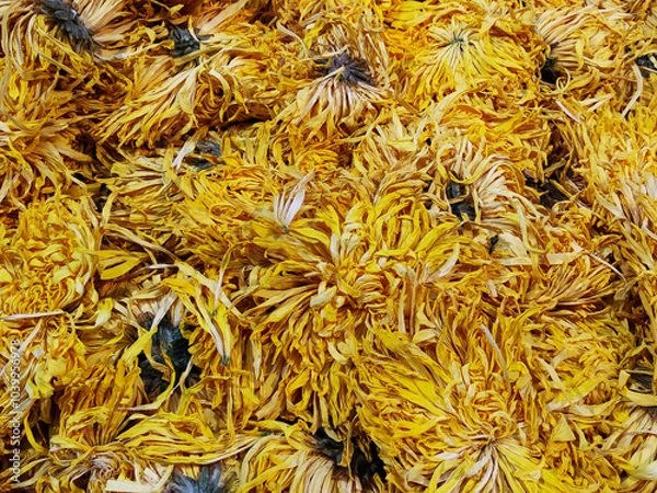 Obraz Dried yellow chrysanthemum