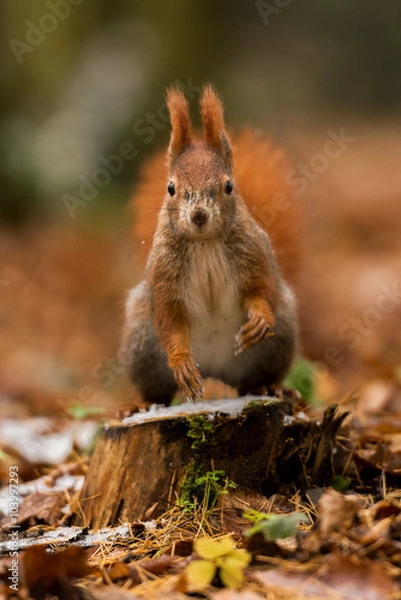 Obraz Red Squirrel portrait on the stump