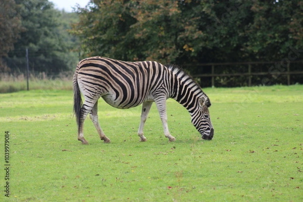 Obraz zebra eating grass