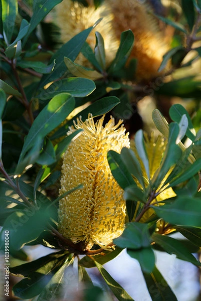 Obraz Banksia, a plant endemic to Australia