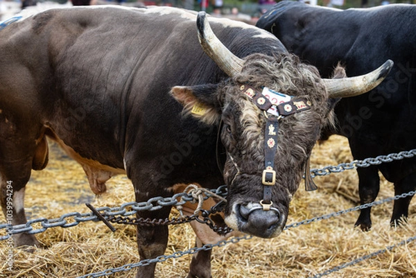 Obraz Stier am Viehmarkt