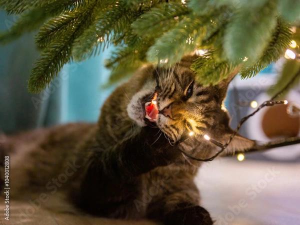 Obraz Maine coon cat gnawing garland on a christmas tree
