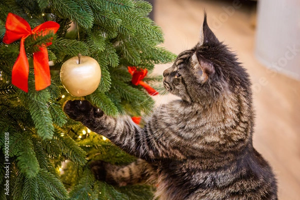 Obraz Maine coon cat playing with christmas tree decorations