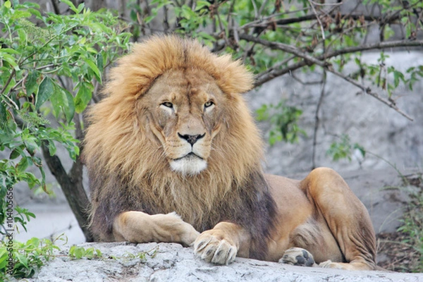 Obraz Lion is resting lying on the rocks