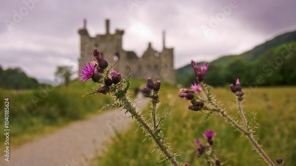 Fototapeta Closer look to the vivid purple thistles lead to a historic Kilchurn castle amid lush hills under a cloudy sky, highlighting nature and heritage of Scotland.