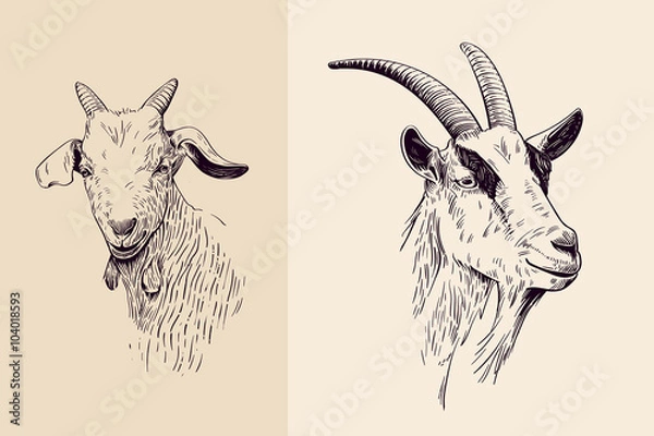 Fototapeta Sztuka linii koziej