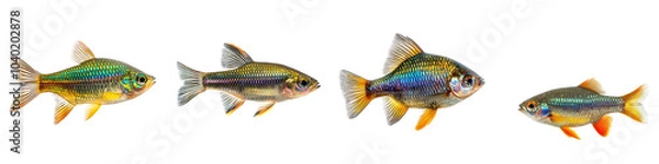 Fototapeta Australian Rainbowfish displaying its vibrant colors and graceful swimming. isolated on transparency background