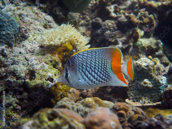 Fototapeta Crosshatch Butterflyfish