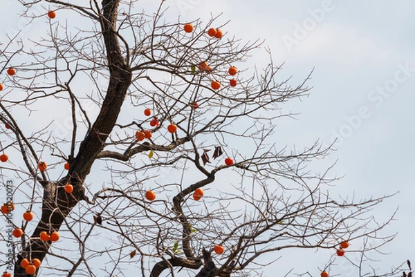 Obraz Mature red persimmon on the trees under the autumn sky