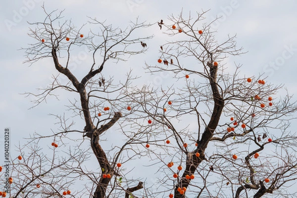 Obraz Mature red persimmon on the trees under the autumn sky