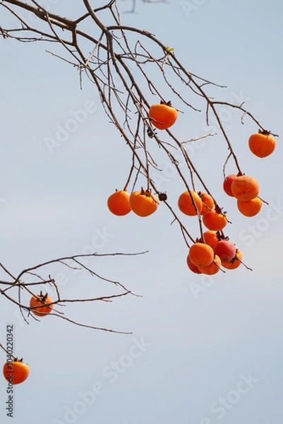 Obraz Mature red persimmon on the trees under the autumn sky