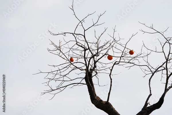 Obraz Mature red persimmon on the trees under the autumn sky