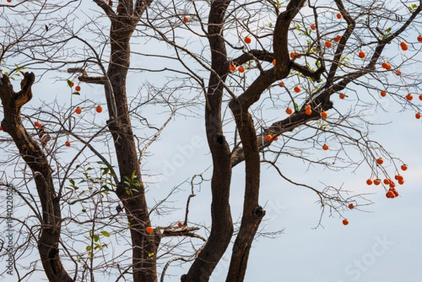 Obraz Mature red persimmon on the trees under the autumn sky