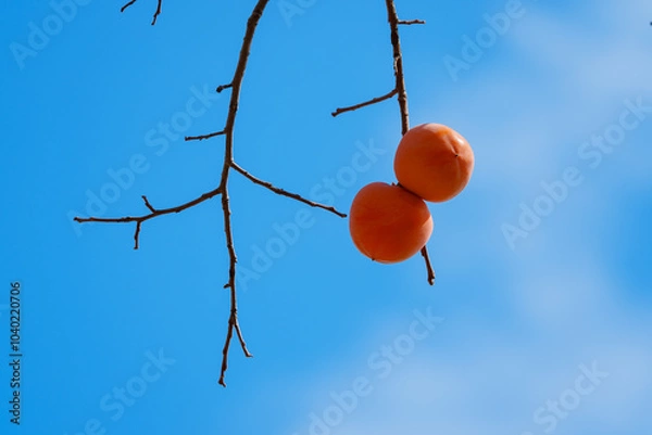 Obraz Mature red persimmon on the trees under the autumn sky