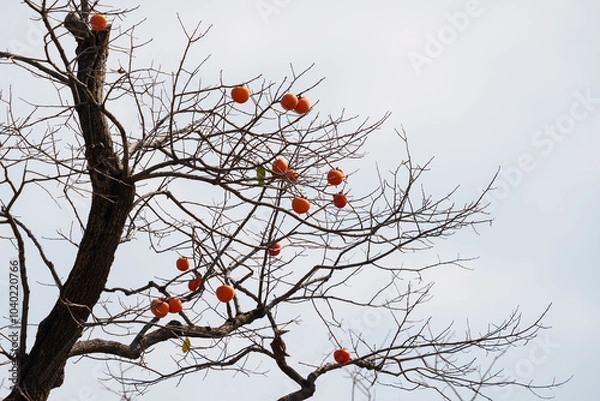 Obraz Mature red persimmon on the trees under the autumn sky