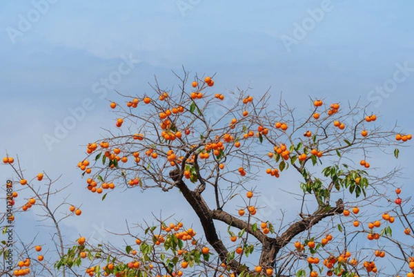 Obraz Mature red persimmon on the trees under the autumn sky